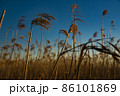 冬の枯れたススキ 86101869