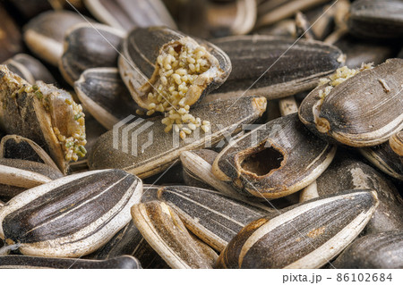 sunflower seeds corrupted with pantry flour moths sunflower seeds corrupted with pantry flour moths 86102684