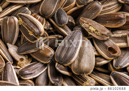 sunflower seeds corrupted with pantry flour moths 86102688