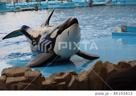 プールサイトに上がり芸をするシャチのいる水族館のショーの風景 86103813