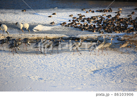 水鳥 屋外 飛行 86103906