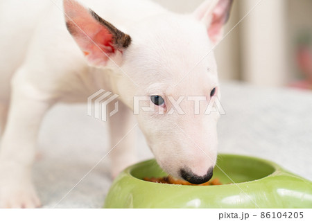 bull terrier dog food