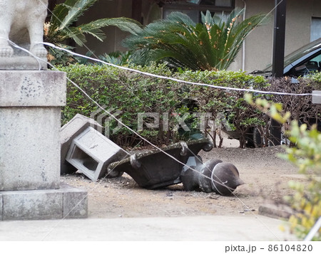 地震で倒れた神社の灯籠 86104820