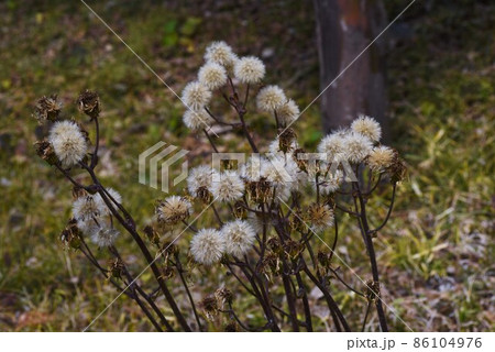 ツワブキの綿毛とタネ 86104976