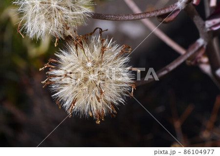 ツワブキの綿毛とタネ 86104977