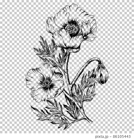 Anemone hand-painted line art line art illustration Anemone hand-painted line art line art illustration 86105443