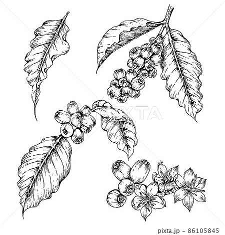 コーヒーの葉、豆、花の手描き線画イラスト 86105845