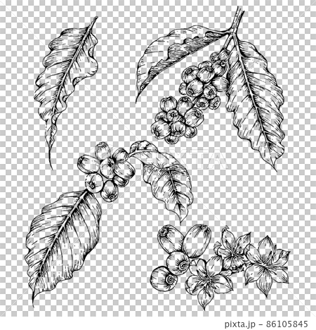 コーヒーの葉、豆、花の手描き線画イラスト 86105845