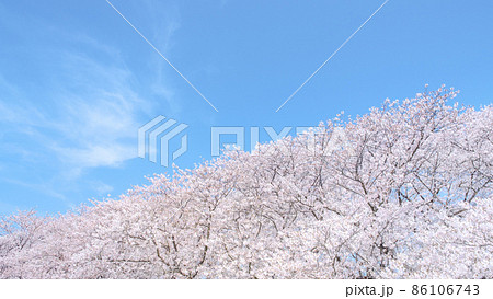 満開の桜と青空 86106743