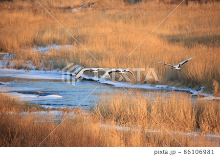 野鳥 屋外 室外 86106981