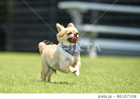 ドッグランで遊ぶチワワ 86107108
