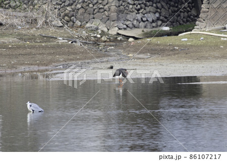 和歌山県有田川町のため池でこちらに歩いてくるナベコウ 86107217