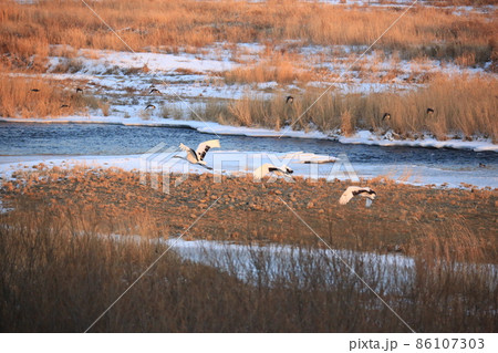野生動物 野鳥 渡り鳥 86107303
