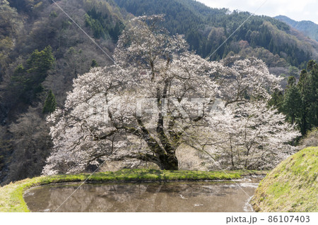 駒つなぎの桜 86107403