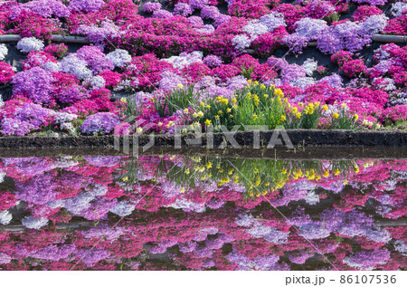 水面に映える芝桜とスイセン 水面に映える芝桜とスイセン 86107536