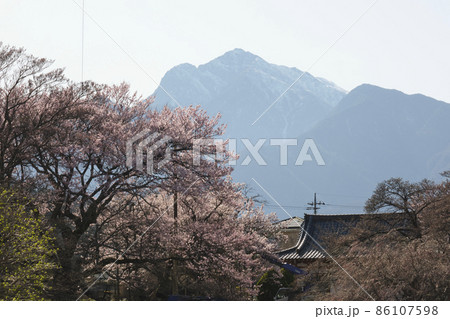 神代桜 山高神代ザクラ 日本五大桜 満開 三大巨桜 エドヒガンザクラ 神代桜 山高神代ザクラ 日本五大桜 満開 三大巨桜 エドヒガンザクラ 86107598