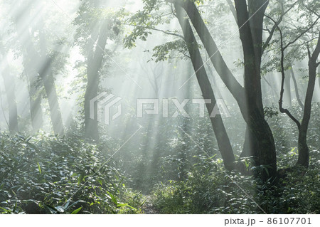 ブナの森に光芒が差し込む風景（大山鏡ヶ成） 86107701