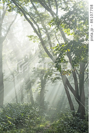 ブナの森に光芒が差し込む風景（大山鏡ヶ成） 86107708