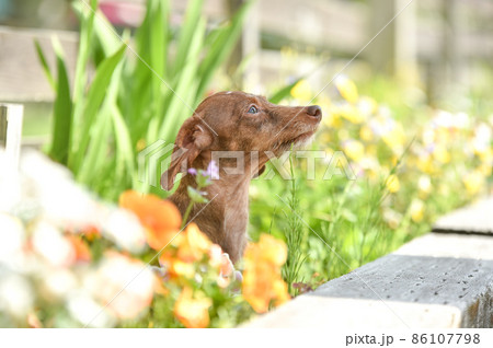 自然の中でおすましするミニチュアダックスフンド 自然の中でおすましするミニチュアダックスフンド 86107798