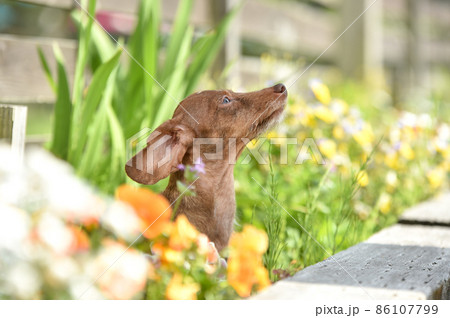 自然の中でおすましするミニチュアダックスフンド 86107799