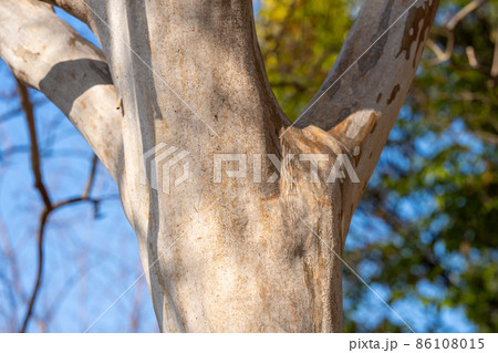 シマサルスベリ・島百日紅（ミソハギ科）木肌・木膚・木のはだ・外皮・樹皮・木目・花・芽・実） 86108015