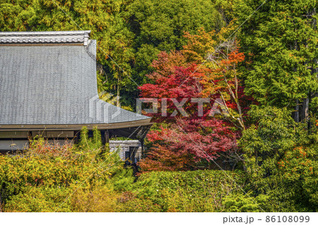 秋の龍安寺（京都）大珠院 86108099