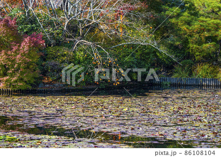 秋の龍安寺（京都）鏡容池 86108104