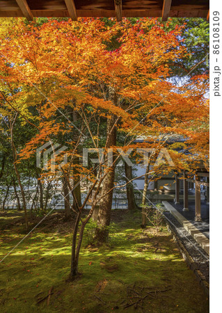 龍安寺（京都）境内の紅葉 86108109