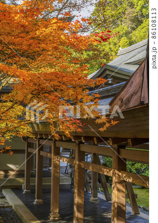 龍安寺（京都）境内の紅葉 86108113