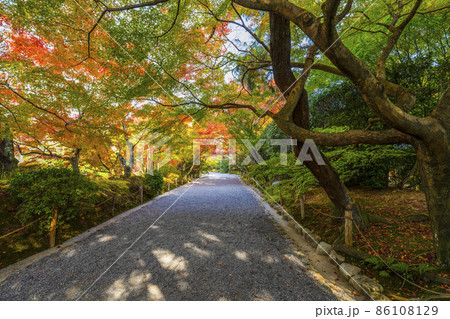 龍安寺(京都)境内の紅葉 龍安寺(京都)境内の紅葉 86108129