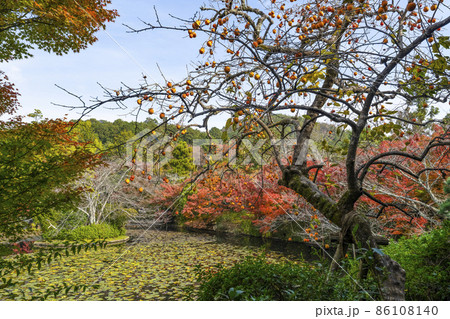 秋の龍安寺（京都）鏡容池 86108140