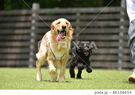 ドッグランで遊ぶアメリカンコッカーのパピーとゴールデンレトリバー 86108654