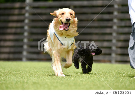 ドッグランで遊ぶアメリカンコッカーのパピーとゴールデンレトリバー 86108655