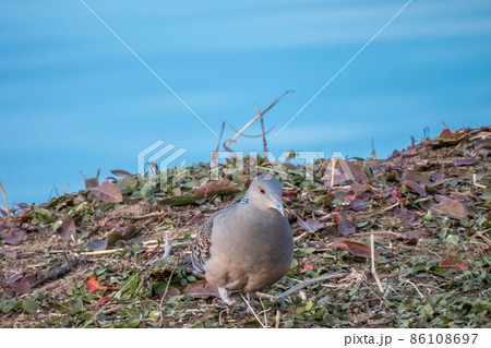 キジバト 86108697