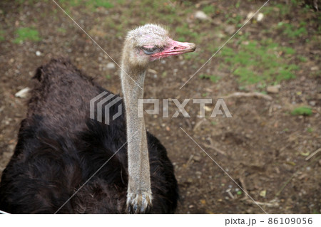 動物園でのんびり散歩をするかわいいダチョウの写真素材