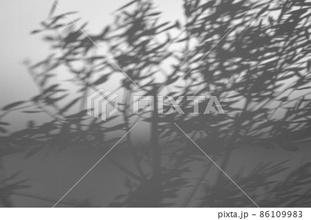 モルタル仕上げのコンクリート壁に映る枝葉の影と下部のシャドー　白黒明るめ 86109983