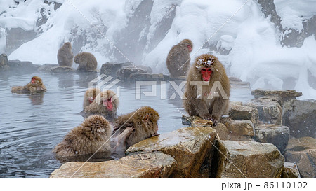 地獄谷野猿公苑の猿(スノーモンキー) 地獄谷野猿公苑の猿(スノーモンキー) 86110102