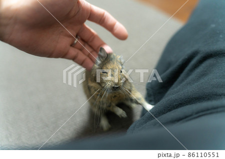 【ペット】部屋んぽ中のデグー【小動物】 【ペット】部屋んぽ中のデグー【小動物】 86110551