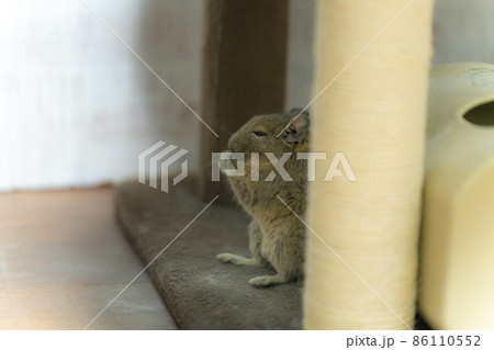 【ペット】部屋んぽ中のデグー【小動物】 86110552