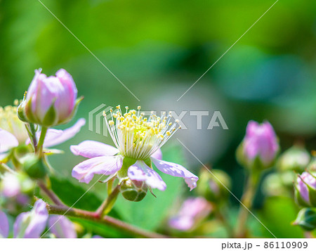 ブラックベリーの花 ブラックベリーの花 86110909
