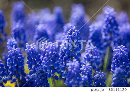 青紫のムスカリ 青紫のムスカリ 86111120