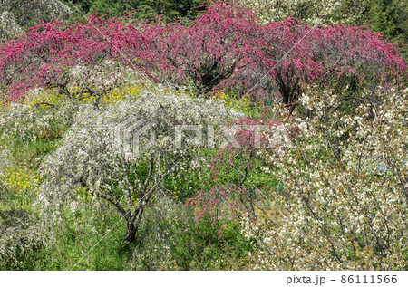 満開の枝垂れ桃の花 満開の枝垂れ桃の花 86111566