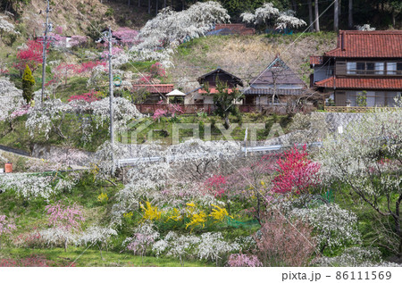 枝垂れ桃の花の咲く山里 枝垂れ桃の花の咲く山里 86111569