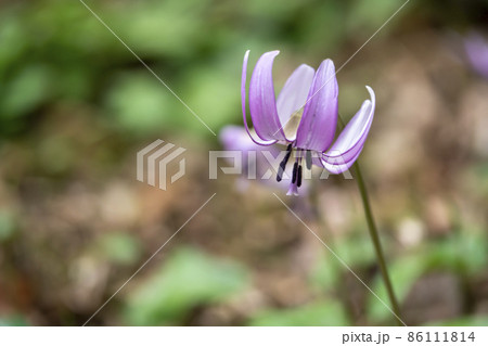 カタクリの花 86111814