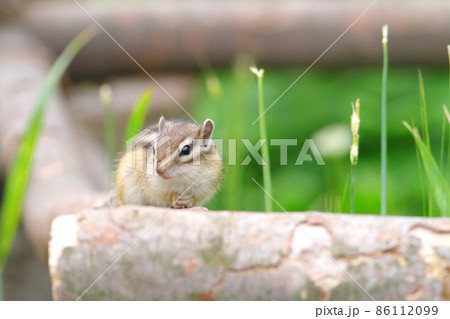 子リス正面の写真素材 子リス正面の写真素材