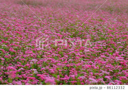 赤蕎麦の花 赤蕎麦の花 86112332