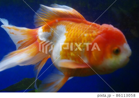 癒しの酒場の金魚 癒しの酒場の金魚 86113058