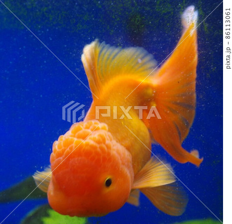 癒しの酒場の金魚 癒しの酒場の金魚 86113061