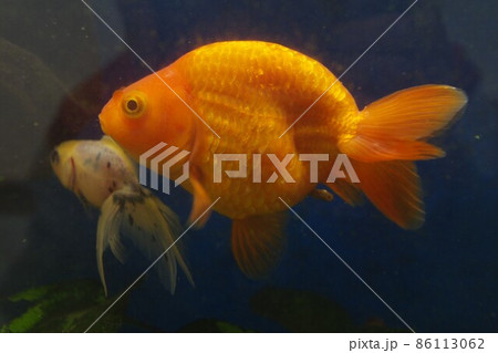 癒しの酒場の金魚 86113062