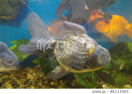 癒しの酒場の金魚 86113063